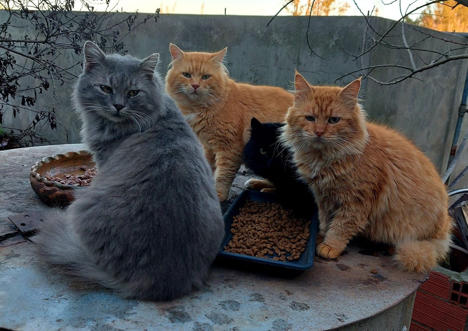 I gatti delle 'micio favelas' di San Vero Milis