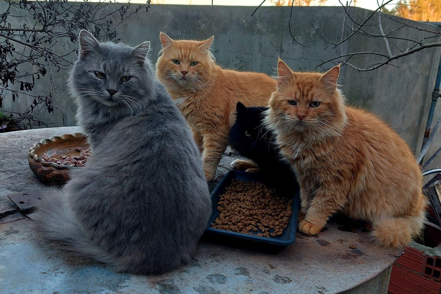 I gatti delle 'micio favelas' di San Vero Milis