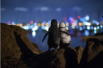 I pinguini vedovi che si consolano, Ocean Photograph review
