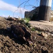 &nbsp;Esemplare di Aquila di Bonelli folgorato