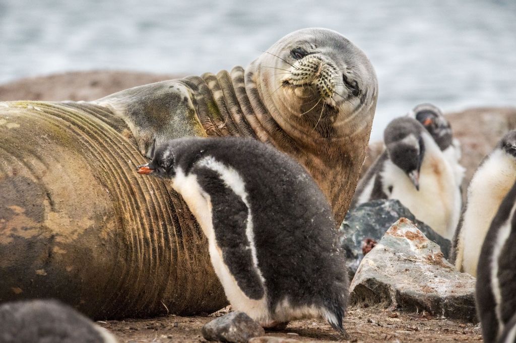 Foca di Weddell