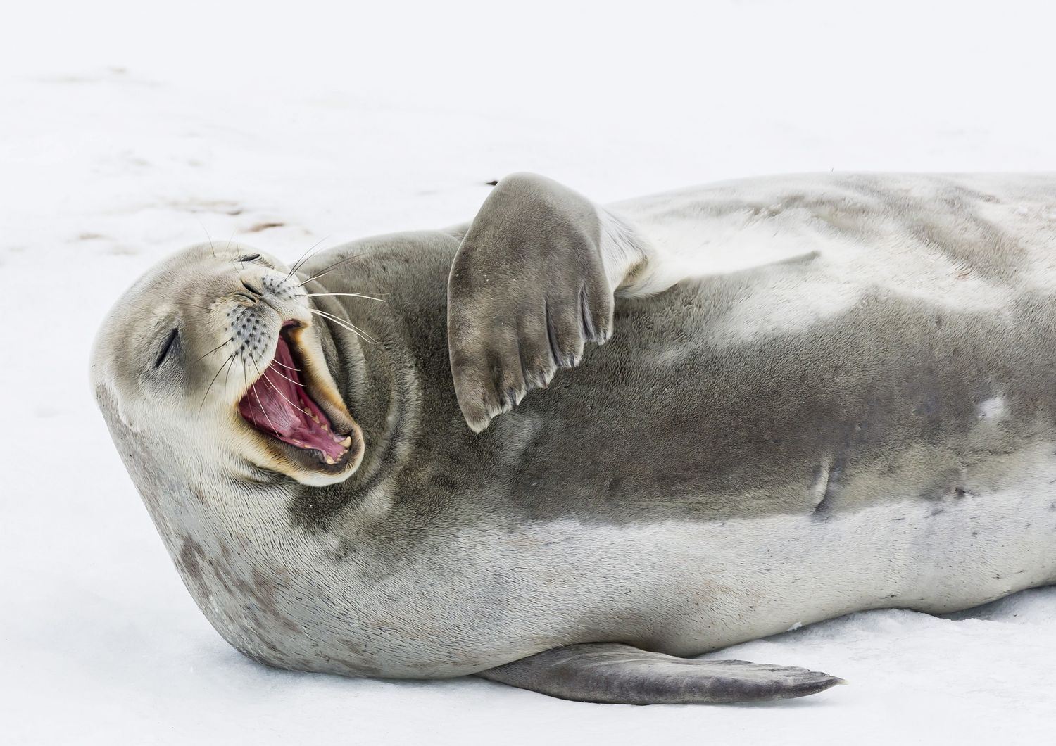 Foca di Weddell