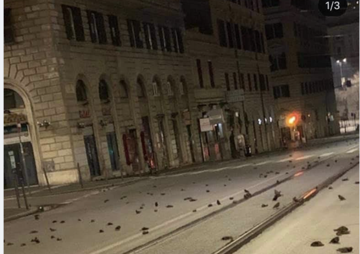 Uccelli morti in via Cavour a Roma