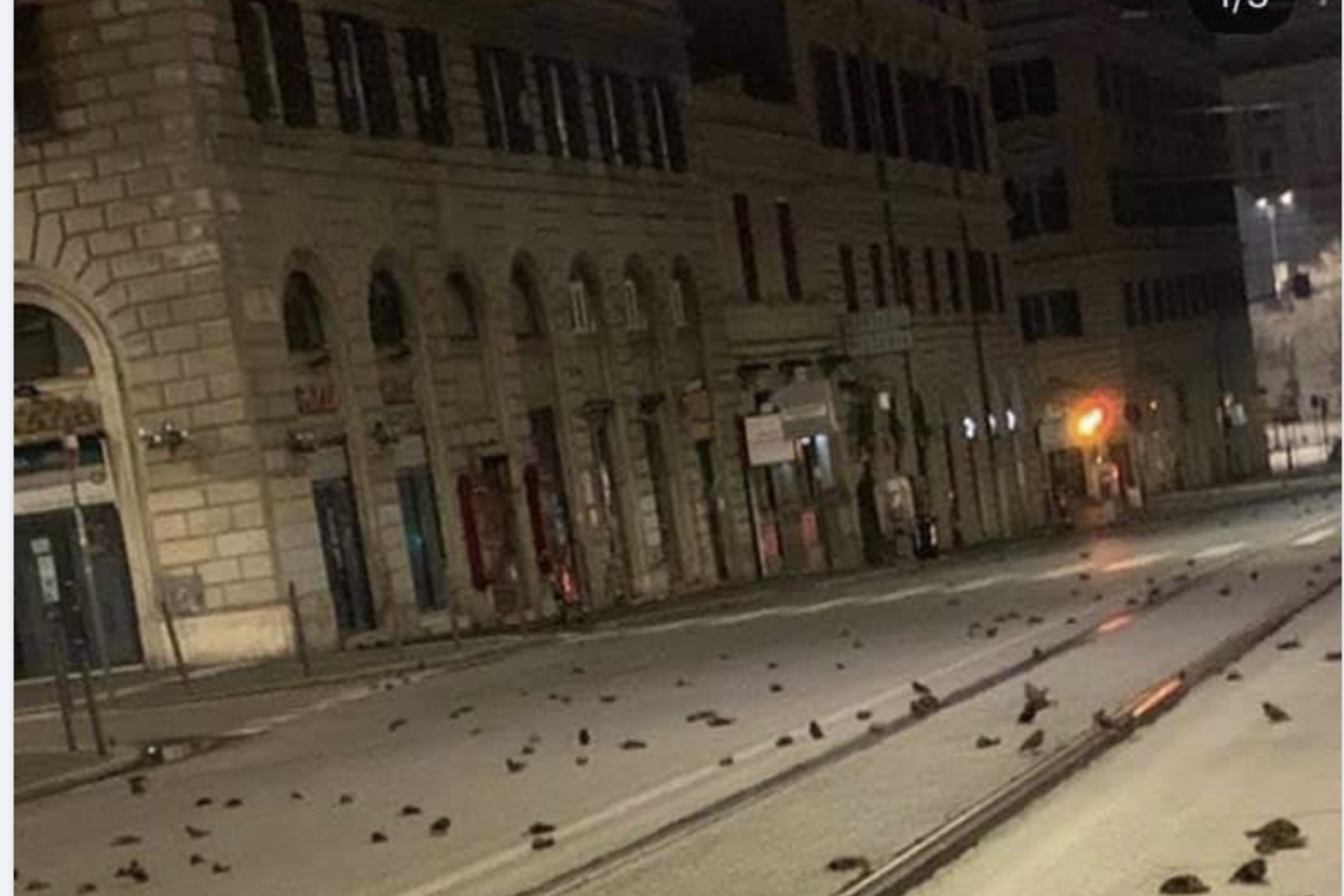 Uccelli morti in via Cavour a Roma