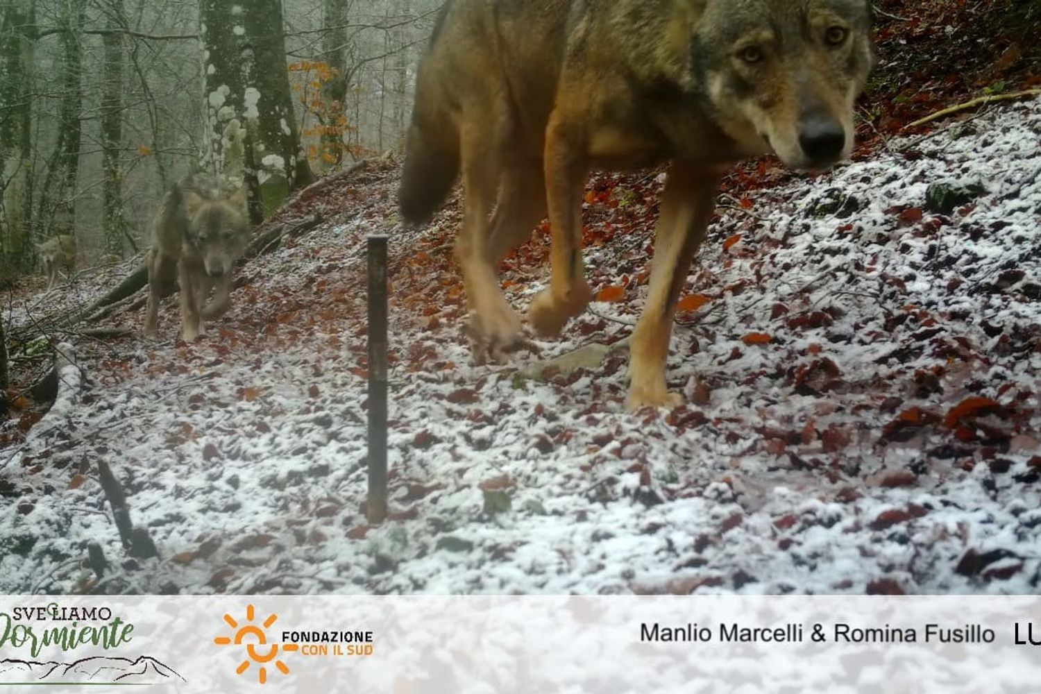 &nbsp;I lupi del Taburno