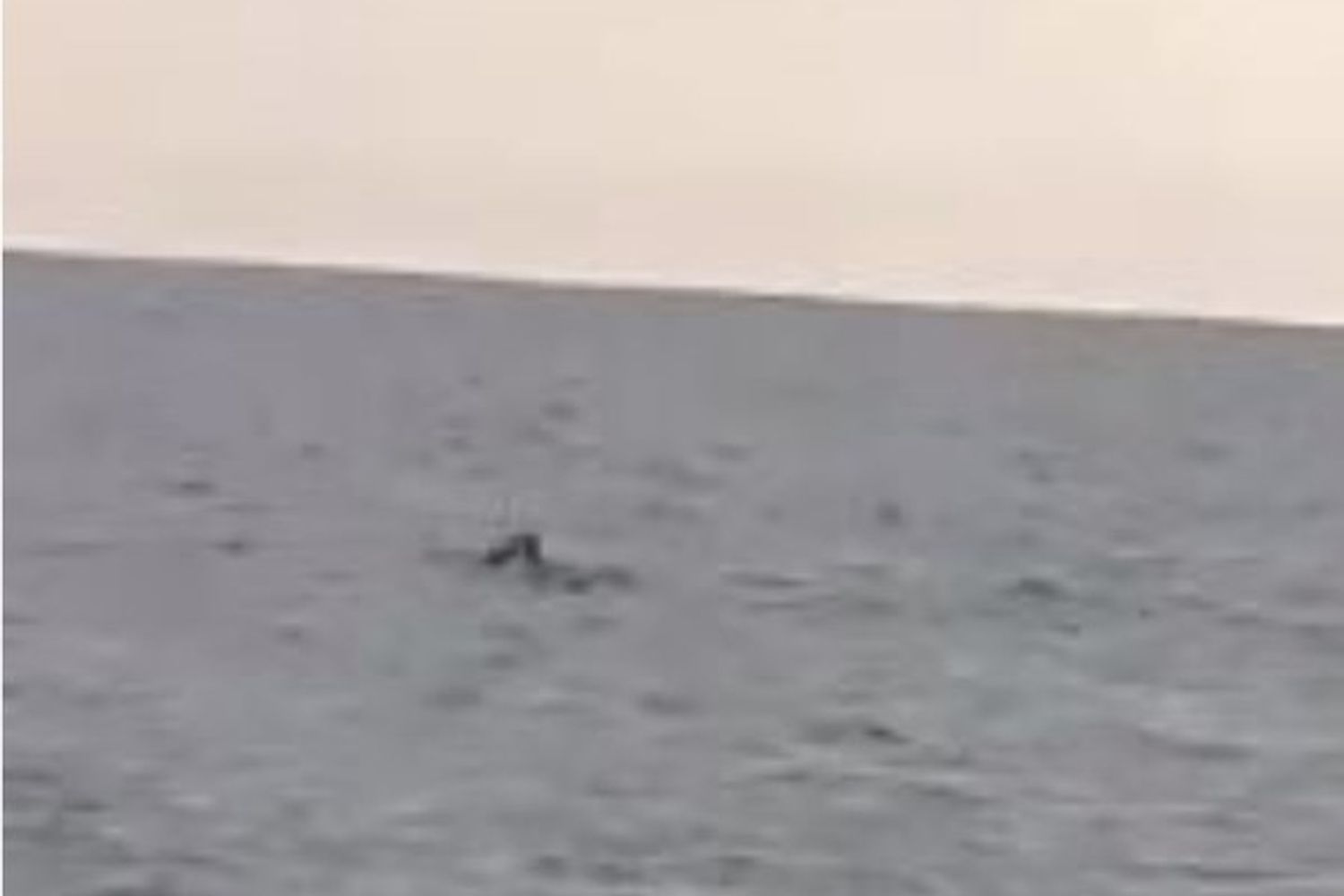 L'avvistamento della foca monaca nel Salento