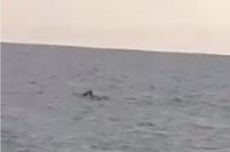 L'avvistamento della foca monaca nel Salento