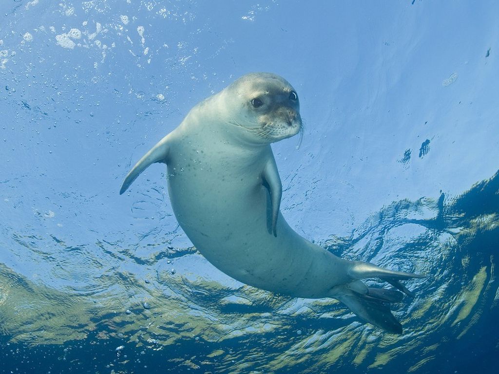 Un esemplare di fioca monaca del Mediterraneo