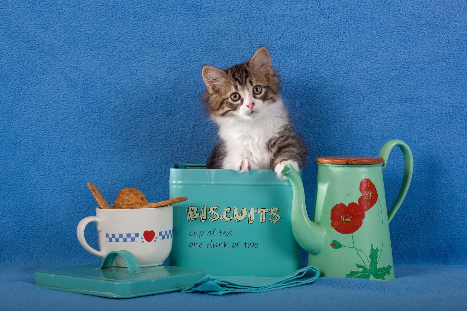 Un gattino in una foto d'archivio