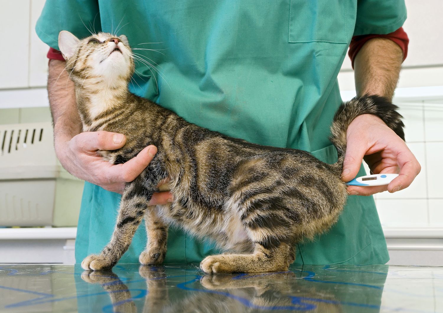 Gatto malato