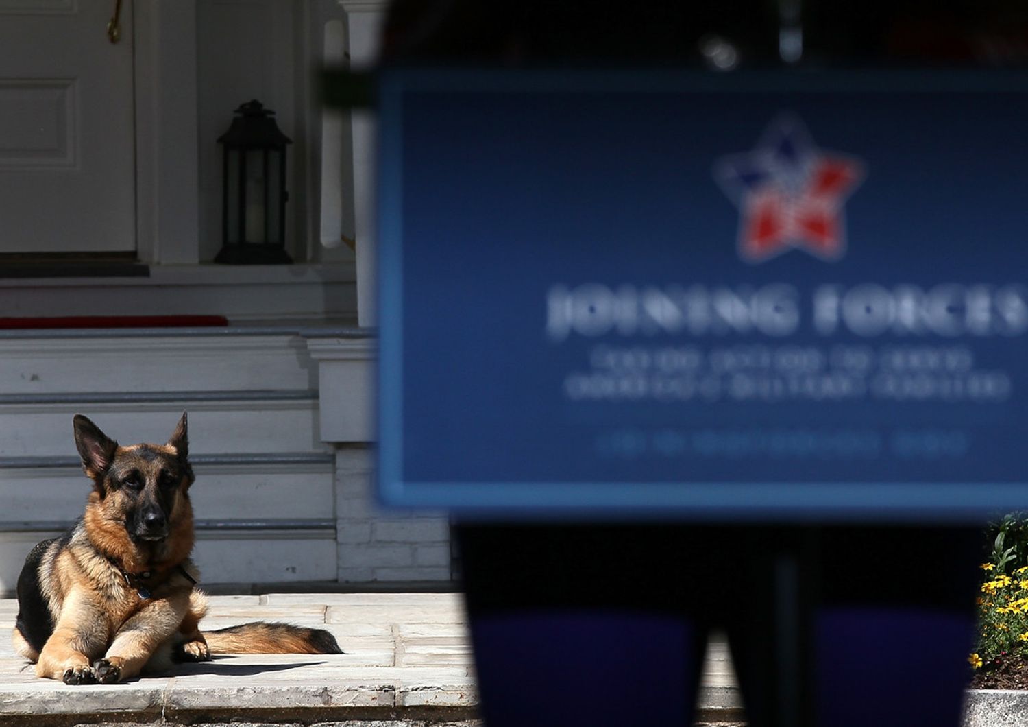 Champ, uno dei due cani di Joe Biden, fotografato alla Casa Bianca ai tempi della presidenza Obama