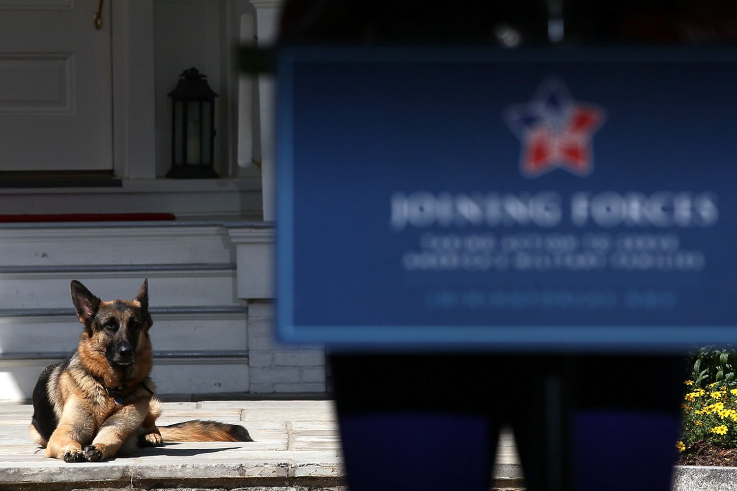 Champ, uno dei due cani di Joe Biden, fotografato alla Casa Bianca ai tempi della presidenza Obama