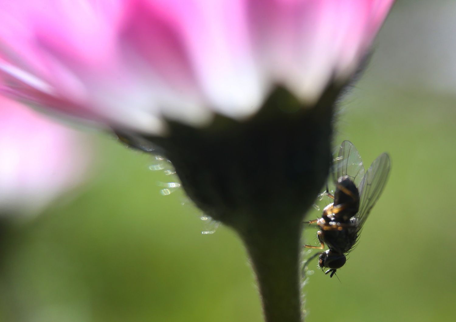 Una mosca sullo stelo di un fiore di campo