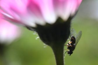 Una mosca sullo stelo di un fiore di campo