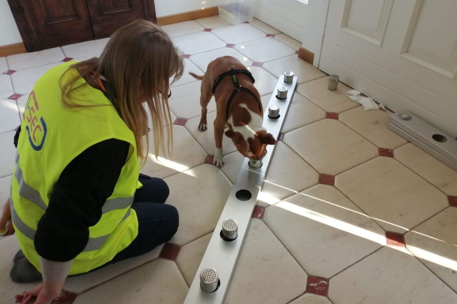 Addestramento di un cane anti-Covid