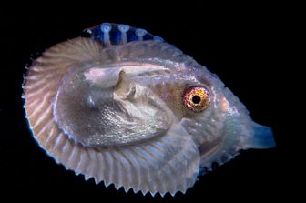 Un esemplare di polpo Argonauta Argo