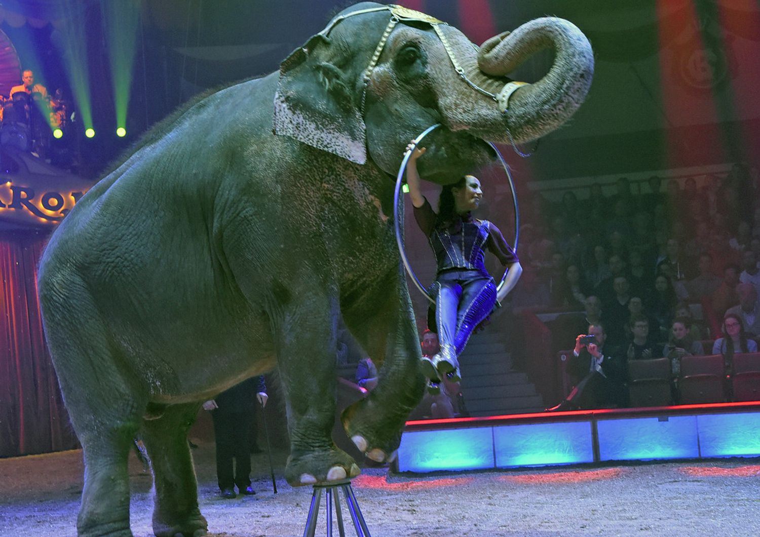 Un fotografia di repertorio di un elefante asiatico in un circo