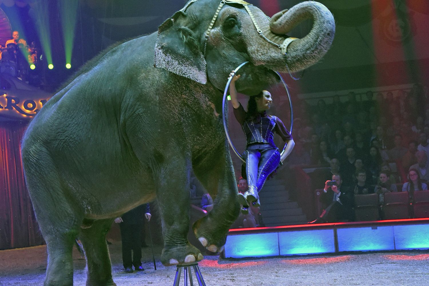 Un fotografia di repertorio di un elefante asiatico in un circo