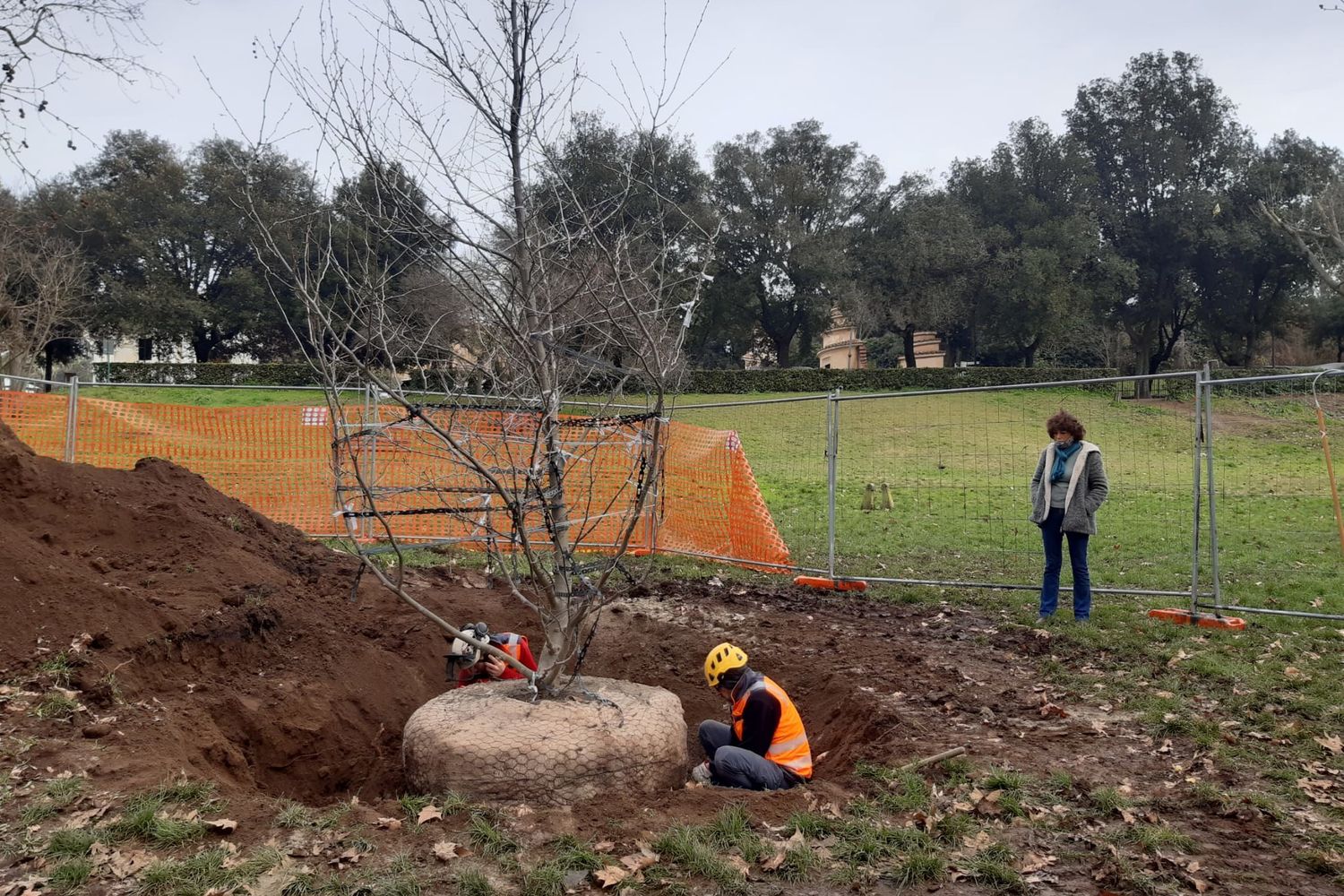Villa Borghese, platano clonato