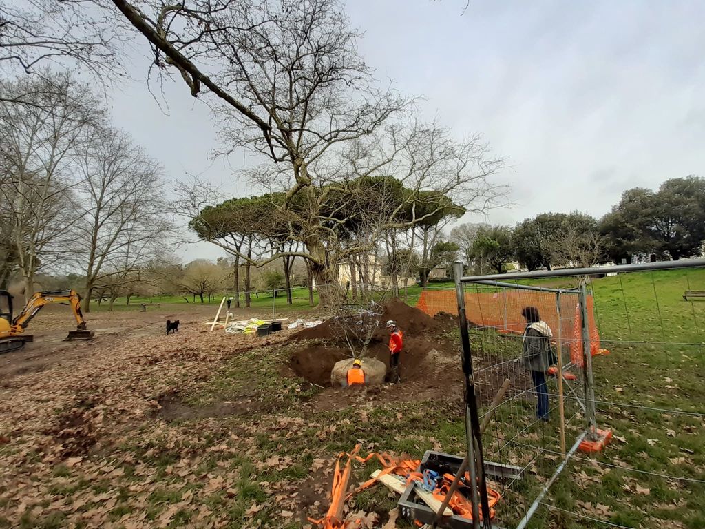 Villa Borghese, platano clonato