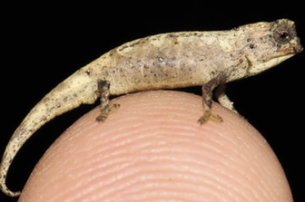 Il camaleonte&nbsp;Brookesia nana