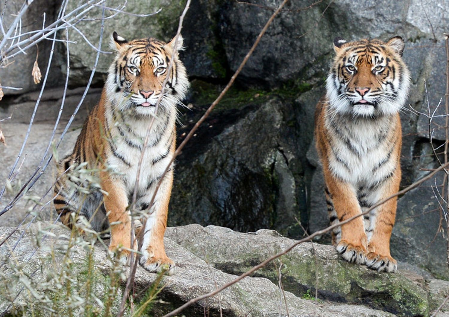 Tigri di Sumatra