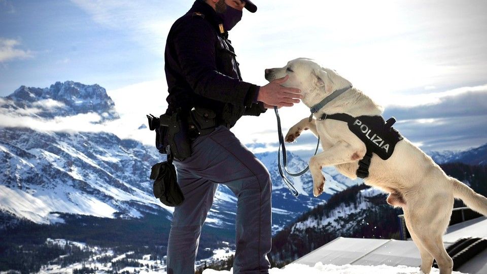 Spok, il cane antiesplosivo della Polizia