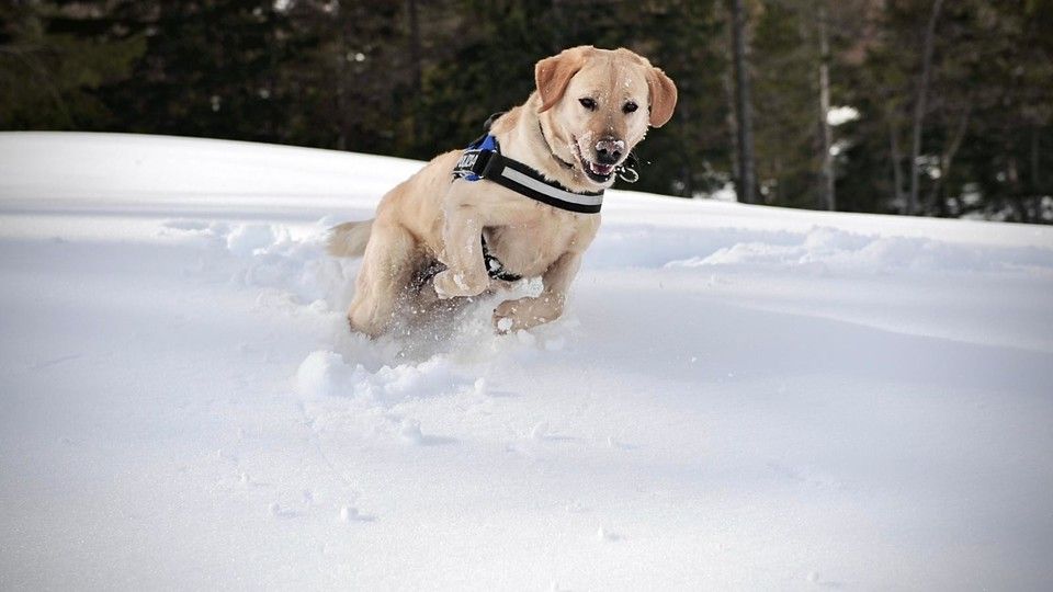 Spok, il cane antiesplosivo della Polizia