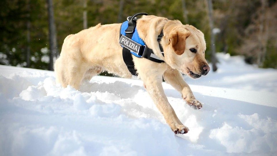 Spok, il cane antiesplosivo della Polizia