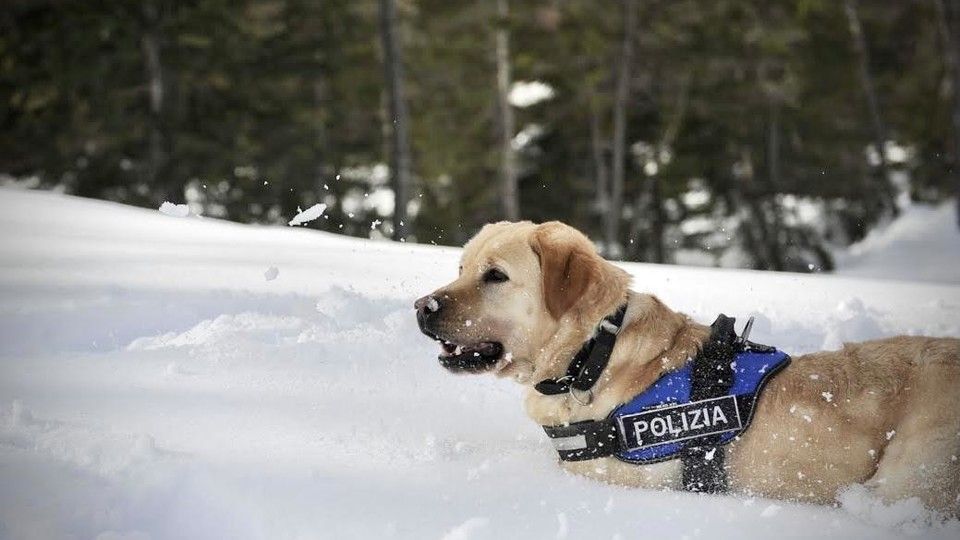 Spok, il cane antiesplosivo della Polizia