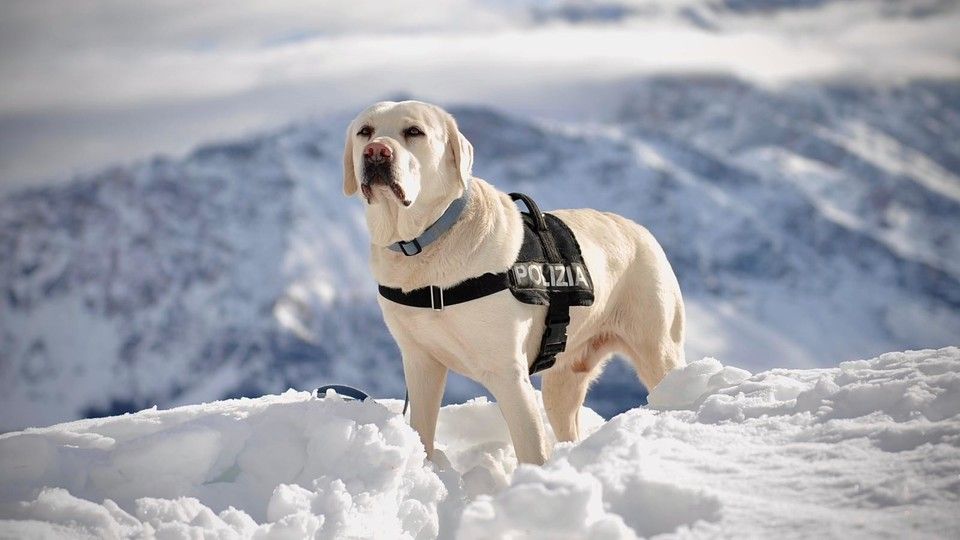 Spok, il cane antiesplosivo della Polizia