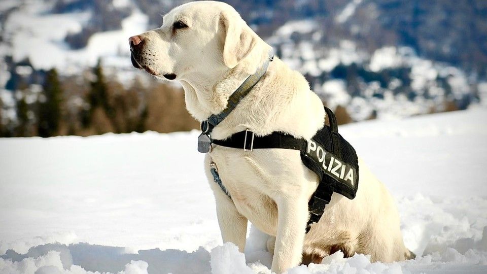 Spok, il cane antiesplosivo della Polizia