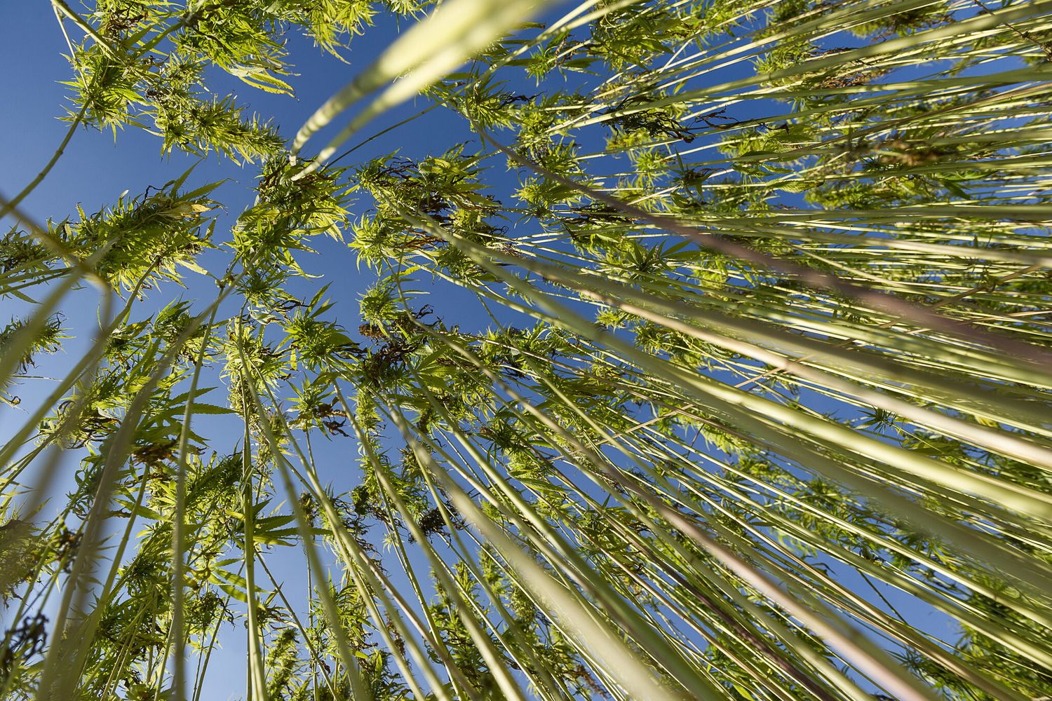 Una coltivazione di canapa