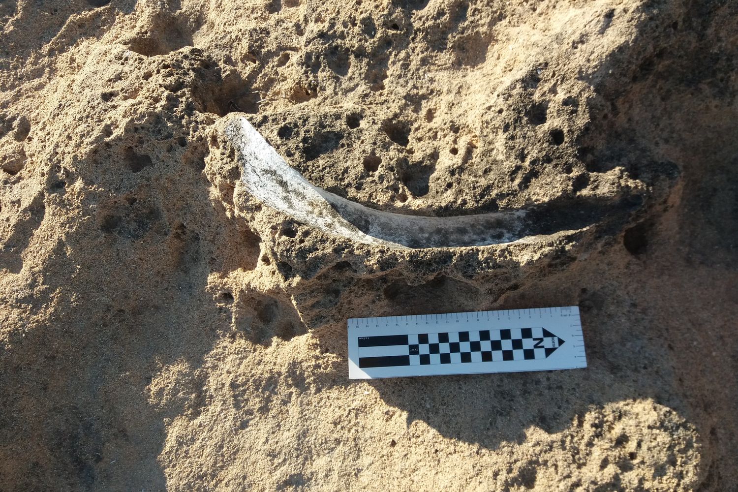 La zanna di Mammut nano trovata ad Alghero