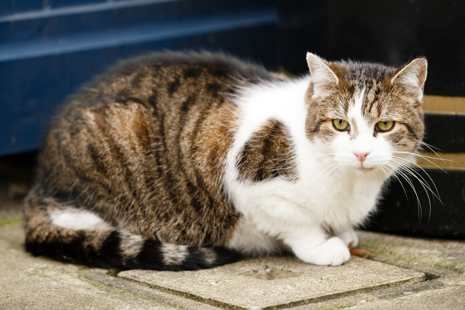 &nbsp;Gatto Larry,&nbsp;Chief Mouser