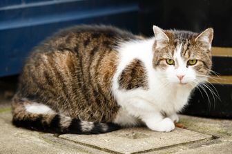 &nbsp;Gatto Larry,&nbsp;Chief Mouser