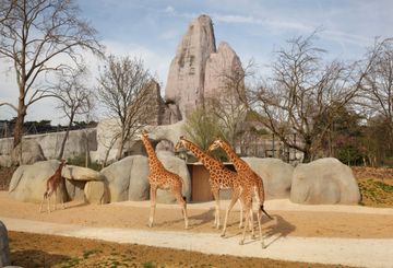 La giraffa a tinta unita nata in uno zoo del Tennessee