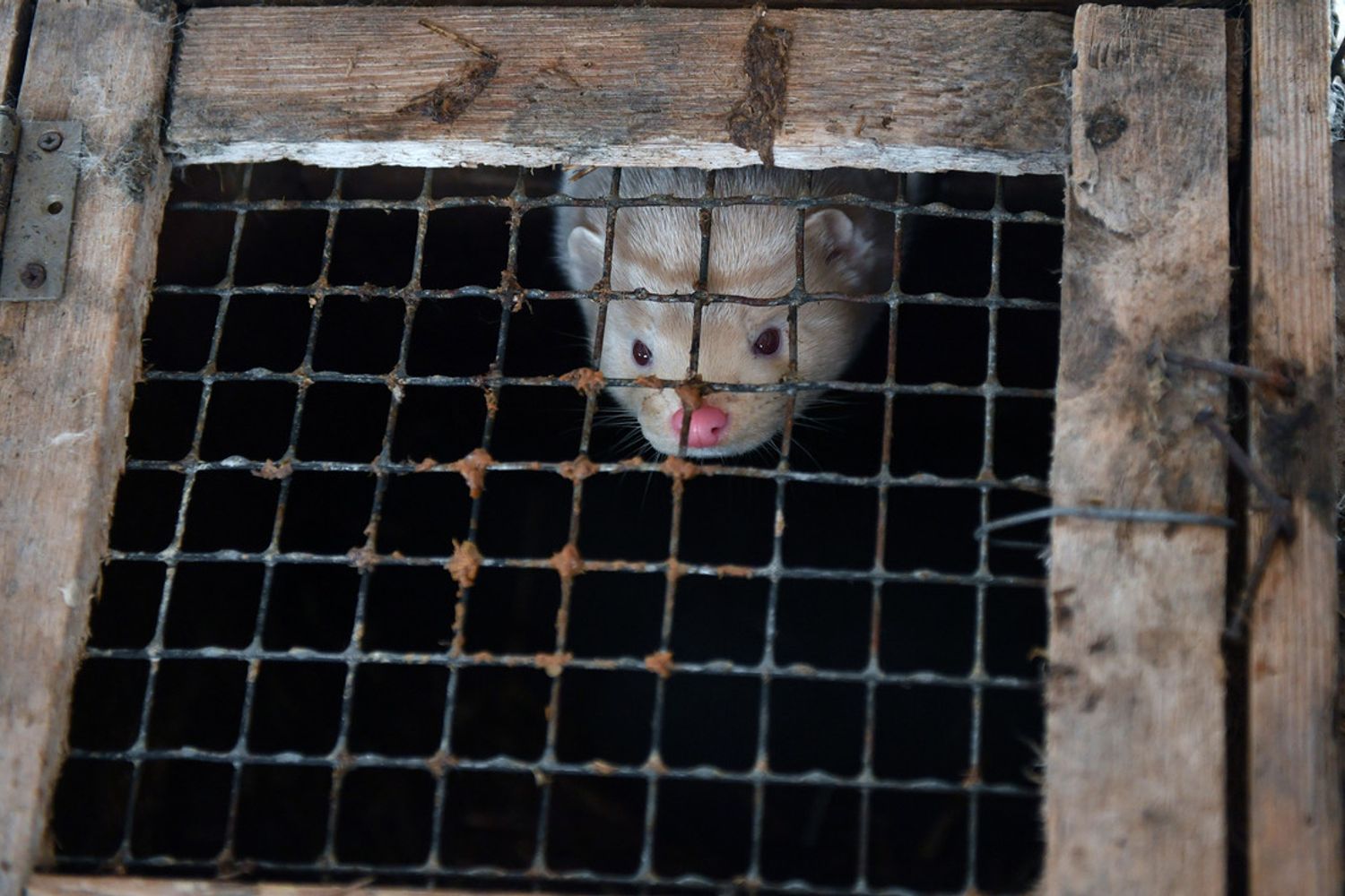 Un visone immortalato a Minsk