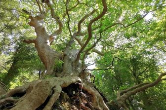 &nbsp;Il &quot;Gigante buono&quot; di Curinga (Catanzaro)