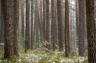 Bosco nel nord Italia