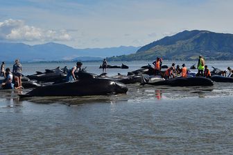 Lo spiaggiamento delle balene a&nbsp;Farewell&nbsp;Spit&nbsp;nel 2017