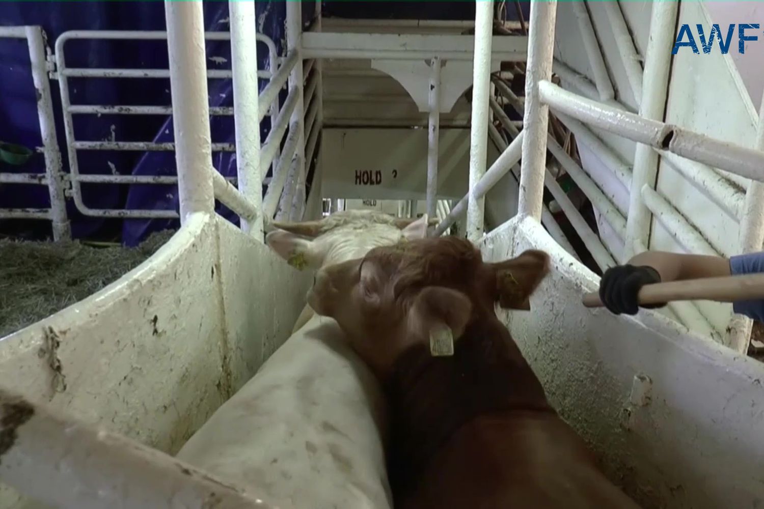 Alcuni bovini sulla nave