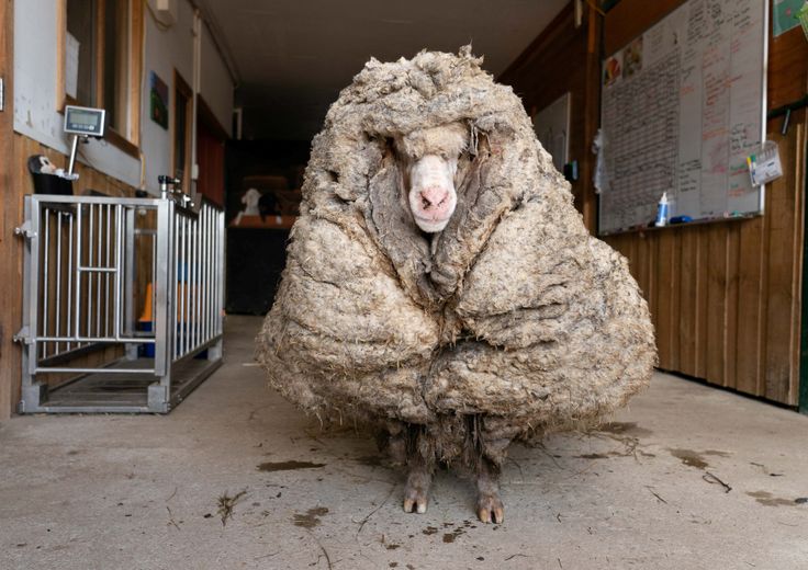 Baarack, pecora inselvatichita dell'Australia