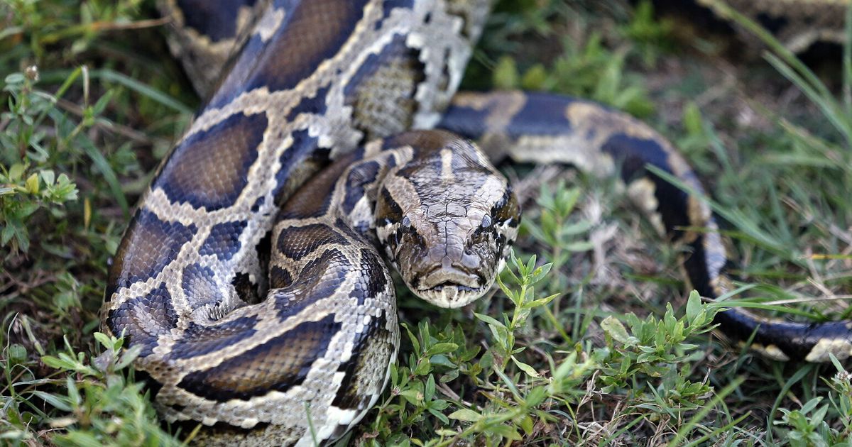 インドネシアでニシキヘビの腹をかぶったままの女性が発見される