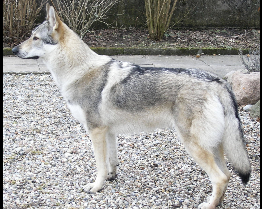 Lupo Cecoslovacco