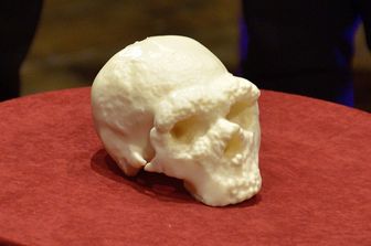 Ricostruzione in 3-D del cranio dell'uomo di Altamura