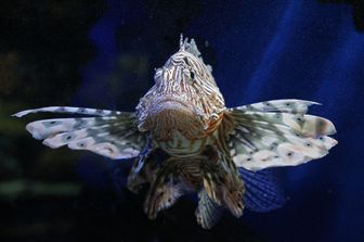 &nbsp;Pesce leone nel Museo oceanografico di Montecarlo