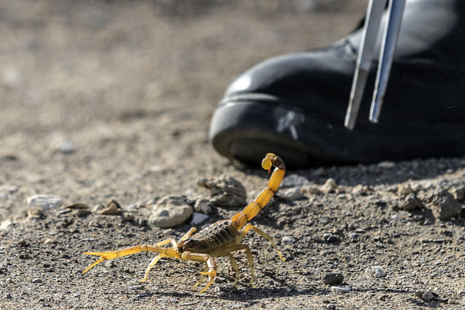 L'ingegnere egiziano Ahmed Abu al-Seoud cattura uno scorpione nel suo laboratorio il 'Regno dello Scorpione', nel deserto occidentale dell'Egitto&nbsp;