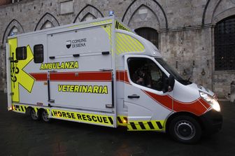 Siena Palio Cavalli Ambulanza