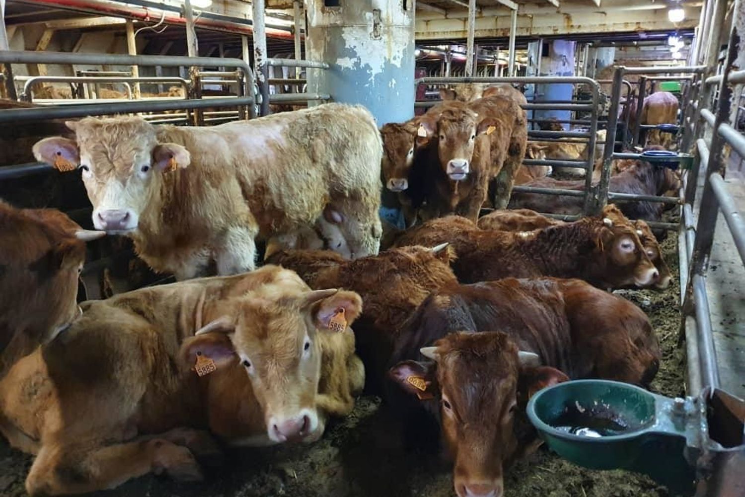 Bovini in viaggio in nave